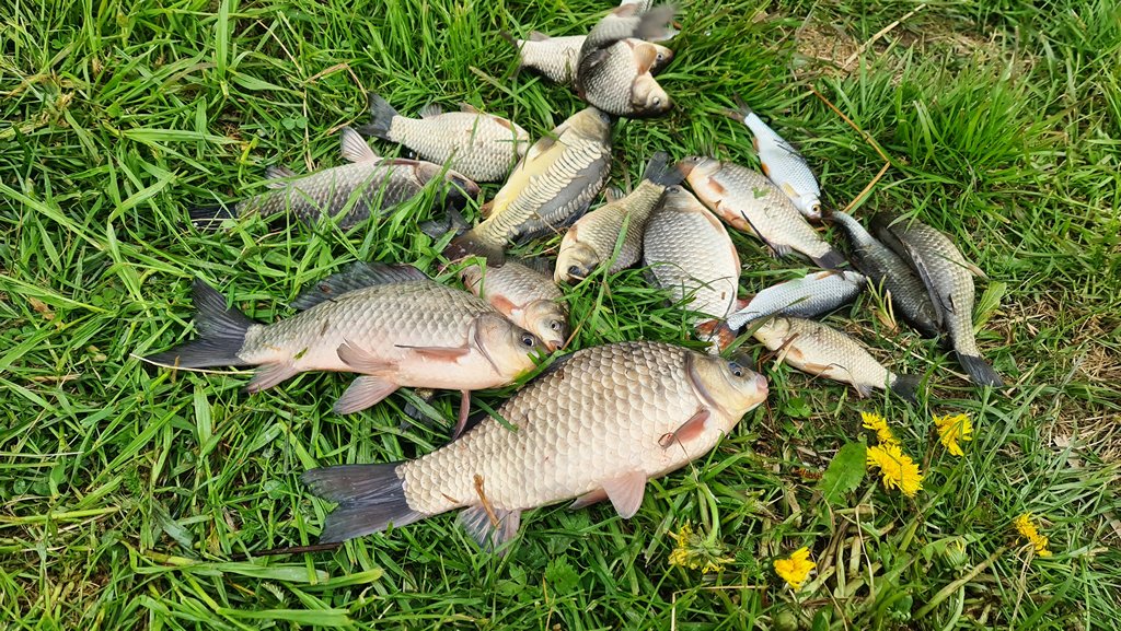 Ловля карася летом. Улов на траве